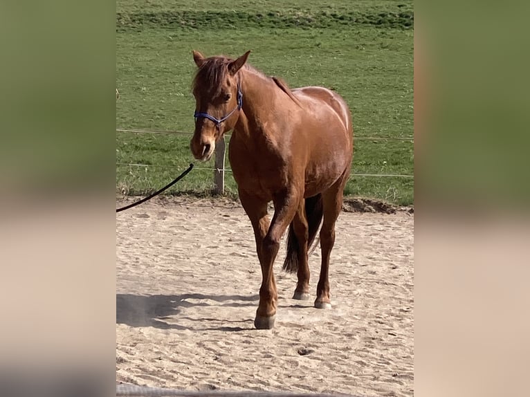 Missouri Foxtrotter Gelding 17 years 15,2 hh Chestnut-Red in Gummersbach