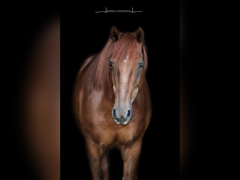 Missouri Foxtrotter Gelding 17 years 15,2 hh Chestnut-Red in Gummersbach