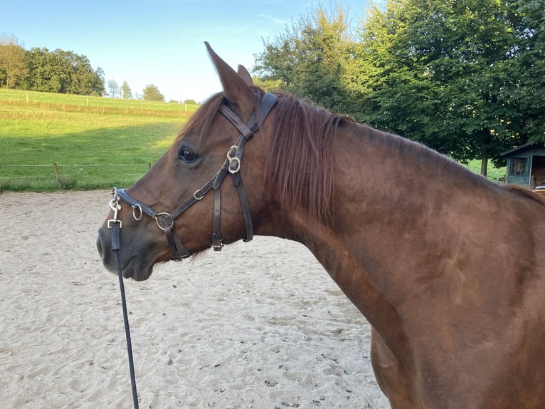 Missouri Foxtrotter Gelding 17 years 15,2 hh Chestnut-Red in Gummersbach
