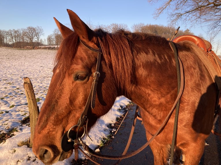 Missouri Foxtrotter Gelding 17 years 15,2 hh Chestnut-Red in Gummersbach