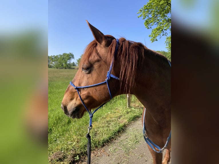 Missouri Foxtrotter Gelding 17 years 15,2 hh Chestnut-Red in Gummersbach