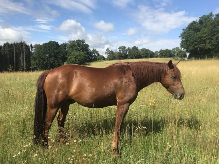 Missouri Foxtrotter Gelding 17 years 15,2 hh Chestnut-Red in Gummersbach