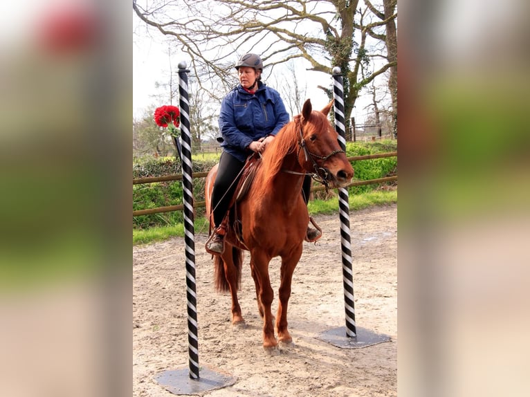 Missouri Foxtrotter Gelding 17 years 15,2 hh Chestnut-Red in Gummersbach