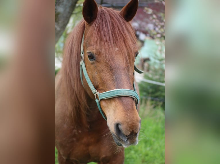 Missouri Foxtrotter Gelding 17 years 15,2 hh Chestnut-Red in Gummersbach