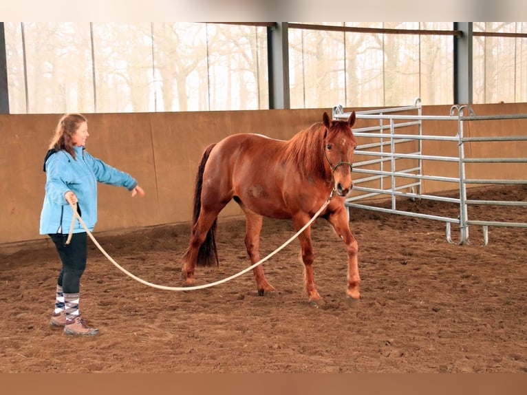 Missouri Foxtrotter Gelding 17 years 15,2 hh Chestnut-Red in Gummersbach