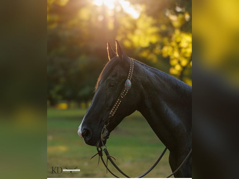 Missouri Foxtrotter Gelding 17 years 15,3 hh Black in Quitman AR