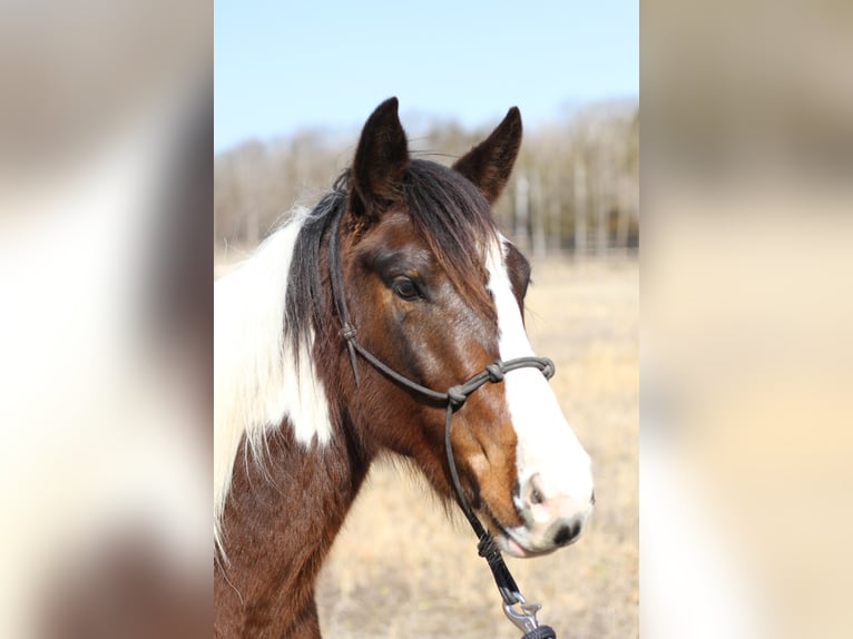 Missouri Foxtrotter Gelding 3 years 14 hh Tobiano-all-colors in Festus