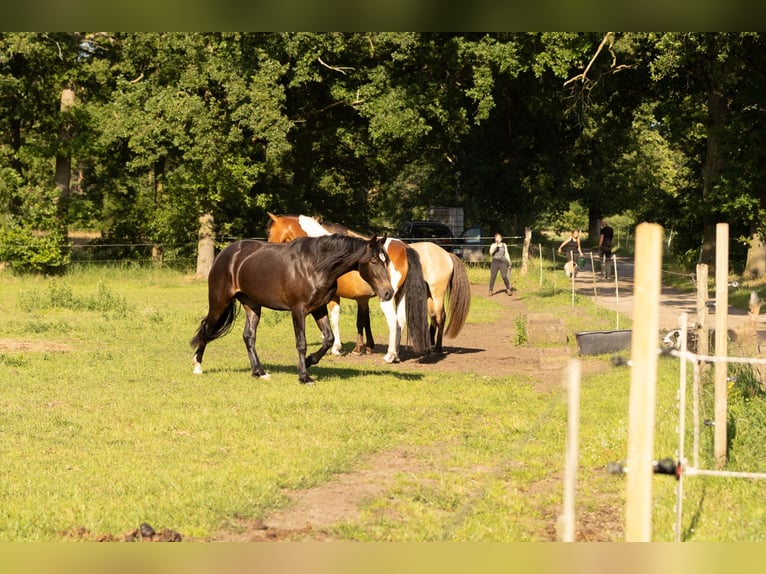 Missouri Foxtrotter Mix Gelding 3 years 15,2 hh in Ribbesb&#xFC;ttel