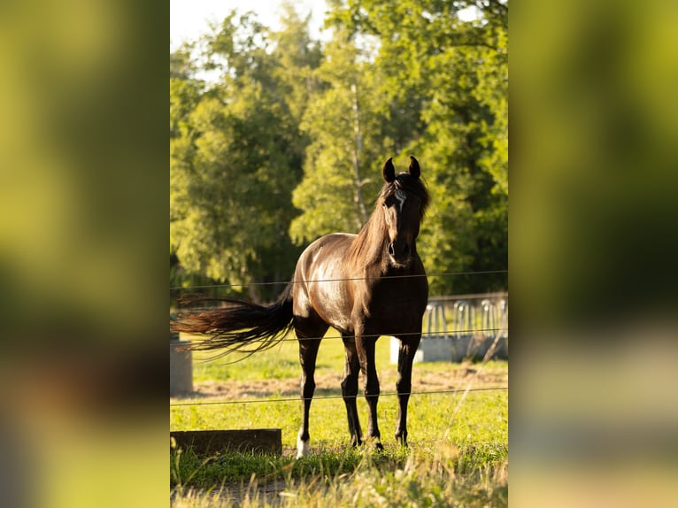 Missouri Foxtrotter Mix Gelding 3 years 15,2 hh in Ribbesb&#xFC;ttel