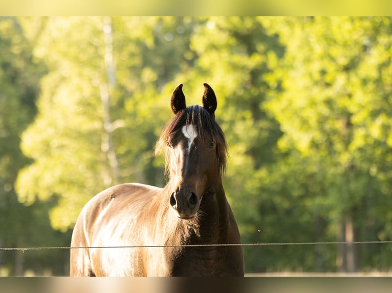 Missouri Foxtrotter Mix Gelding 3 years 15,2 hh in Ribbesb&#xFC;ttel