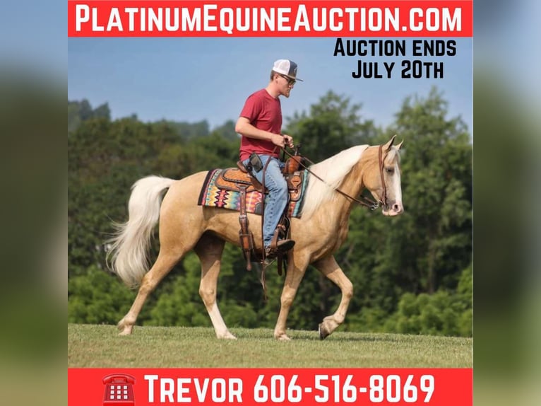 Missouri Foxtrotter Gelding 4 years 14,3 hh Palomino in Parkers Lake, Ky