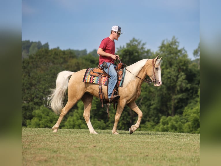 Missouri Foxtrotter Gelding 4 years 14,3 hh Palomino in Parkers Lake, Ky