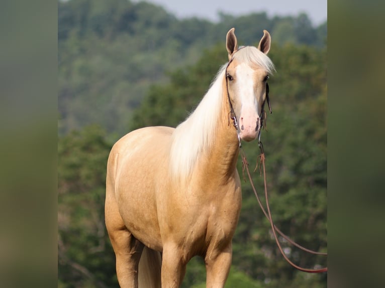 Missouri Foxtrotter Gelding 4 years 14,3 hh Palomino in Parkers Lake, Ky