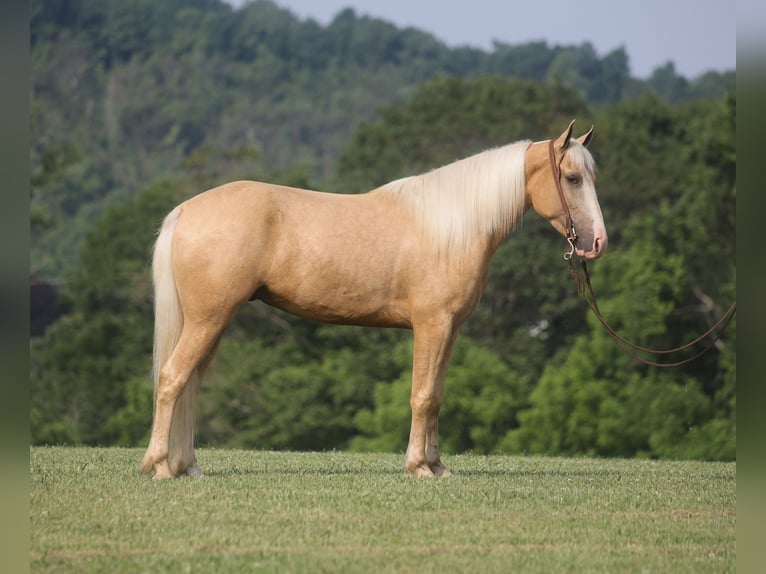 Missouri Foxtrotter Gelding 4 years 14,3 hh Palomino in Parkers Lake, Ky