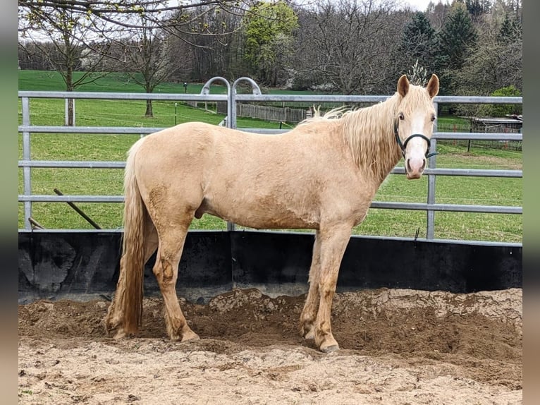 Missouri Foxtrotter Gelding 4 years 15,1 hh Champagne in Temmen-Ringenwalde