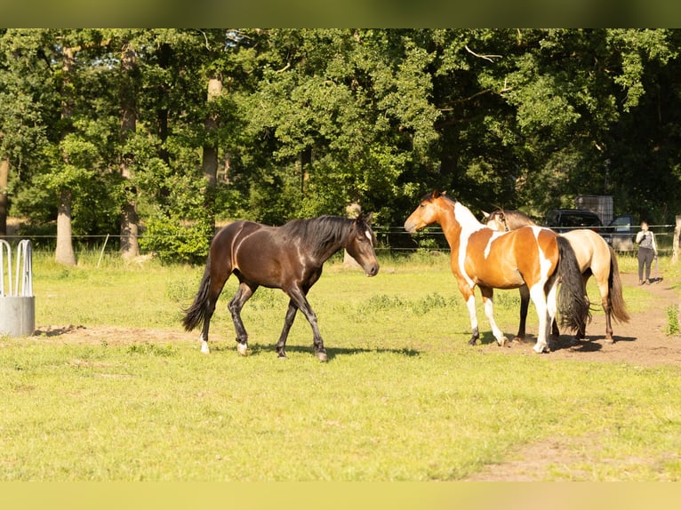 Missouri Foxtrotter Mix Gelding 4 years 15.2 hh  in Ribbesbüttel