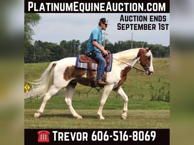 Missouri Foxtrotter Gelding 4 years 15,2 hh Tobiano-all-colors in Parkers Lake KY