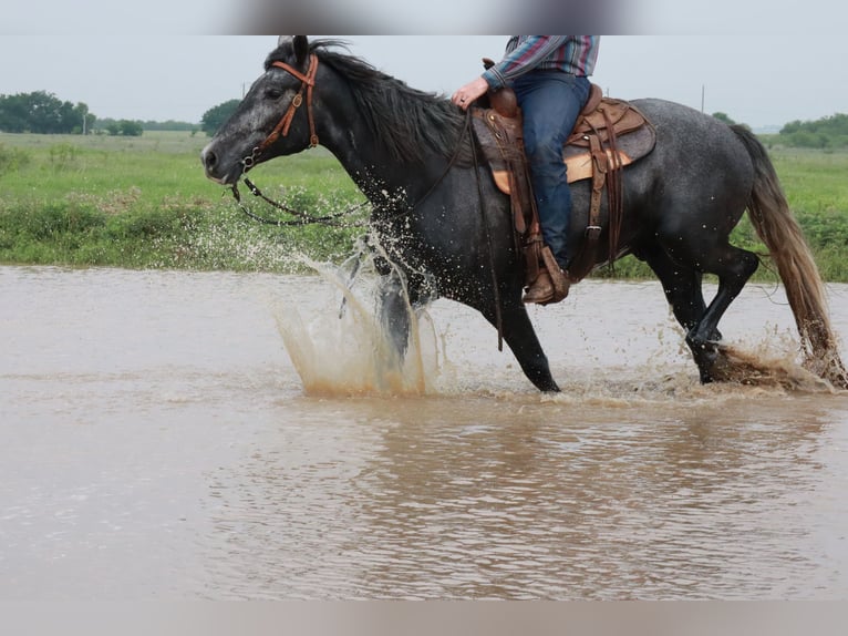 Missouri Foxtrotter Gelding 4 years 16 hh Roan-Blue in Wichita Falls