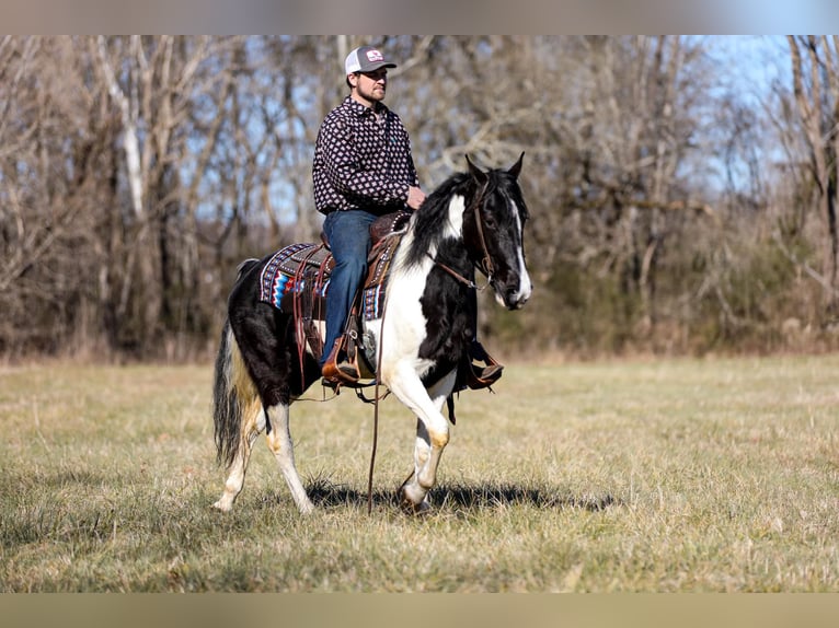 Missouri Foxtrotter Gelding 5 years 14,2 hh Tobiano-all-colors in Cleveland TN