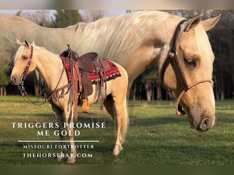 Missouri Foxtrotter Gelding 5 years 14,2 hh Palomino in Parkers Lake, KY