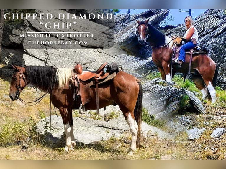 Missouri Foxtrotter Gelding 5 years 15 hh Bay in Houston, MO