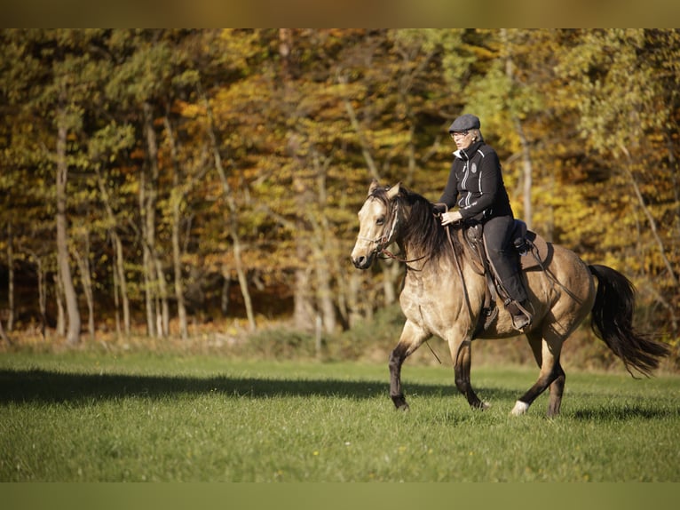Missouri Foxtrotter Gelding 5 years 15 hh Dun in K&#xF6;nigsfeld