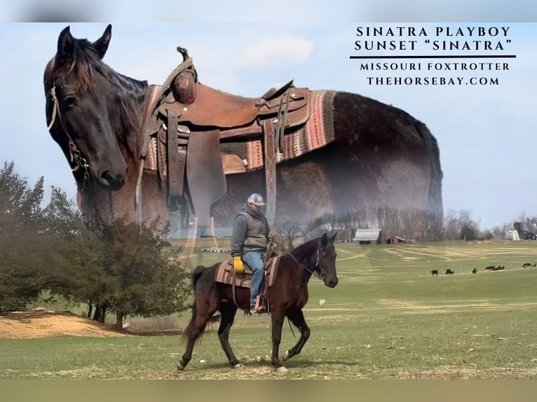 Missouri Foxtrotter Gelding 5 years 15,1 hh Black in Houston, MO