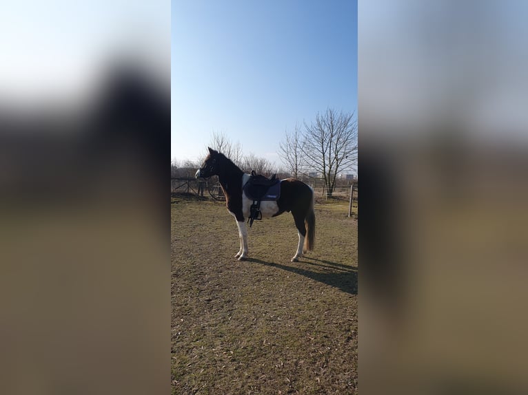 Missouri Foxtrotter Gelding 5 years 15,1 hh Pinto in Waltersdorf