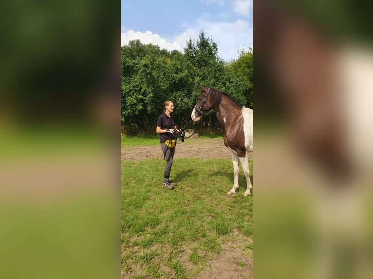 Missouri Foxtrotter Gelding 5 years 15,1 hh Pinto in Waltersdorf