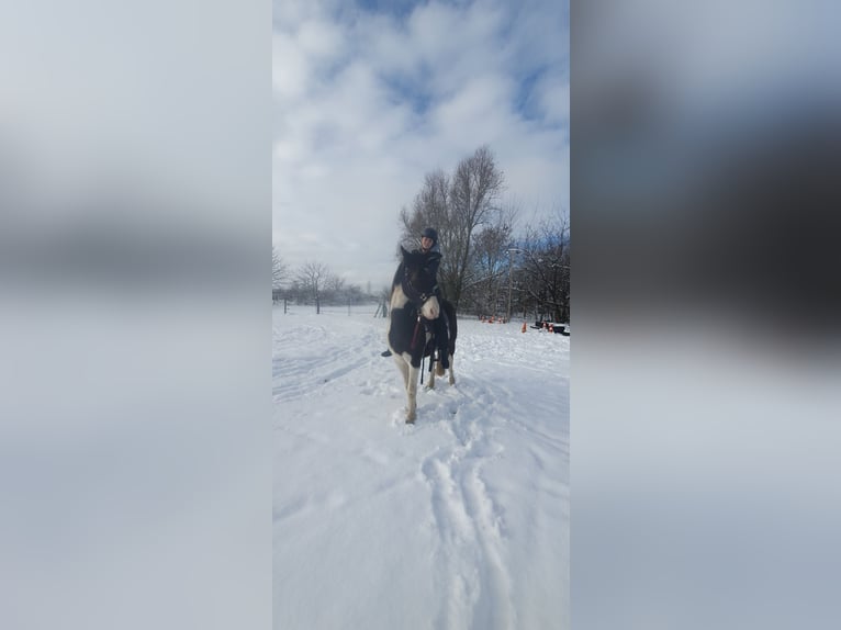 Missouri Foxtrotter Gelding 5 years 15,1 hh Pinto in Waltersdorf