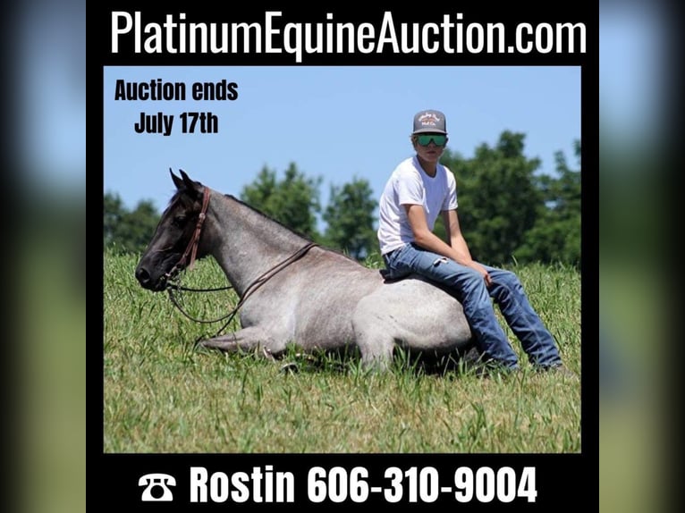 Missouri Foxtrotter Gelding 6 years 14,2 hh Roan-Blue in Whitley City Ky