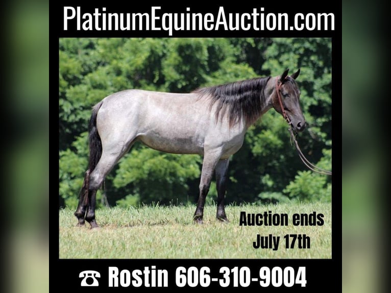 Missouri Foxtrotter Gelding 6 years 14,2 hh Roan-Blue in Whitley City Ky