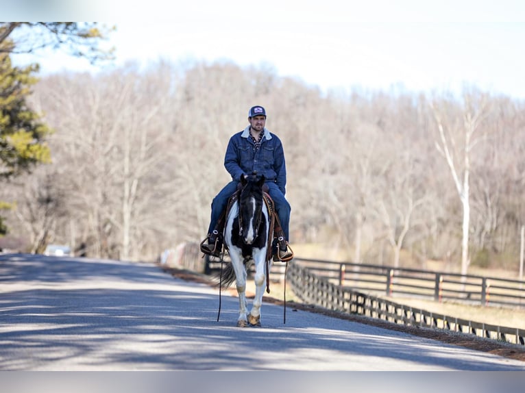 Missouri Foxtrotter Gelding 6 years 14,2 hh Tobiano-all-colors in Cleveland TN