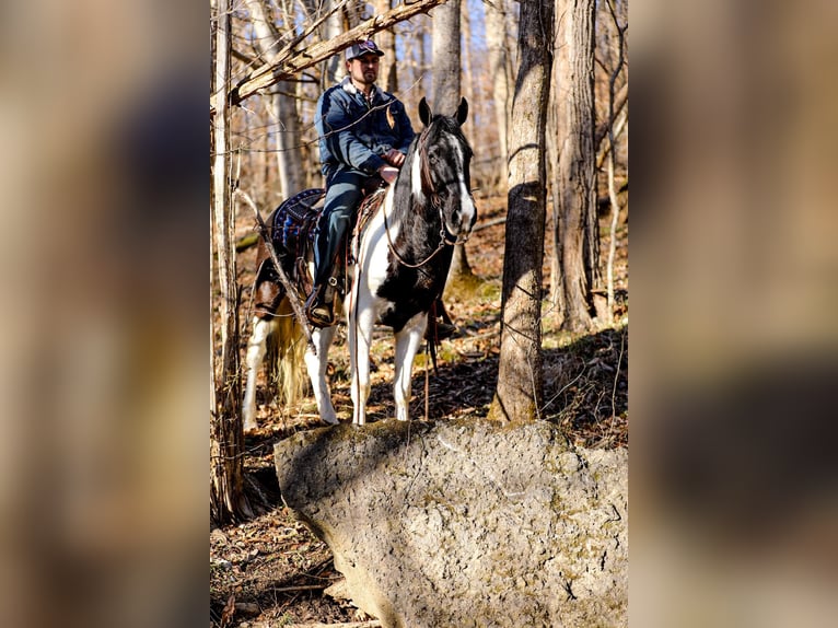 Missouri Foxtrotter Gelding 6 years 14,2 hh Tobiano-all-colors in Cleveland TN