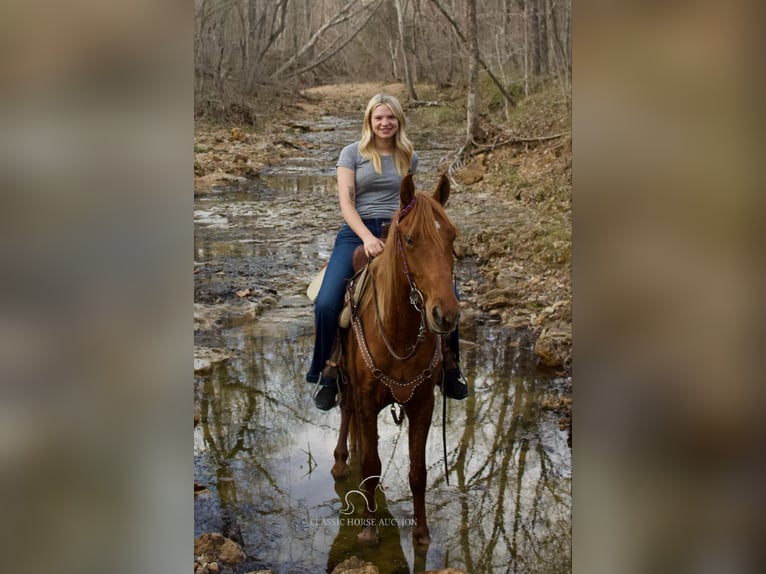 Missouri Foxtrotter Gelding 6 years 14 hh in Park Hills, MO