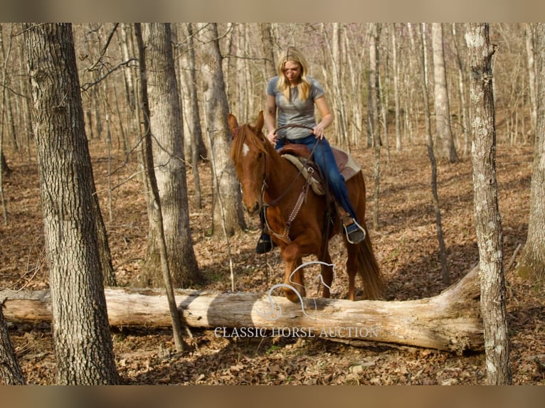 Missouri Foxtrotter Gelding 6 years 14 hh in Park Hills, MO