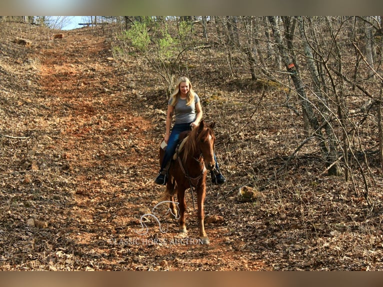 Missouri Foxtrotter Gelding 6 years 14 hh in Park Hills, MO
