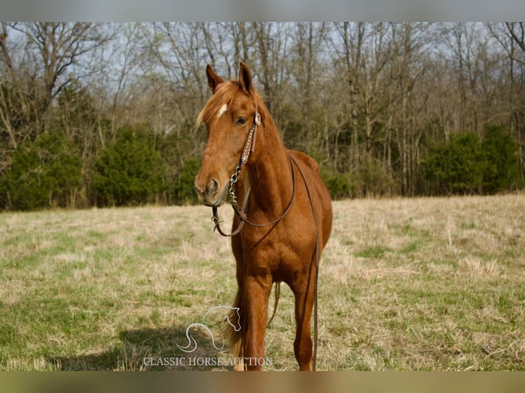 Missouri Foxtrotter Gelding 6 years 14 hh in Park Hills, MO