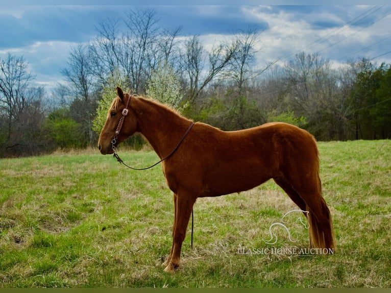 Missouri Foxtrotter Gelding 6 years 14 hh in Park Hills, MO