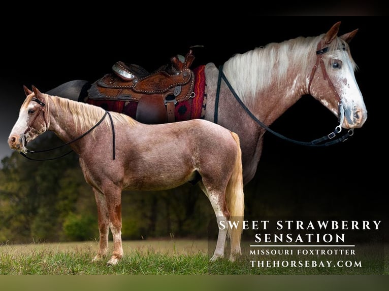 Missouri Foxtrotter Gelding 6 years 15 hh Sabino in Marshfield, MO