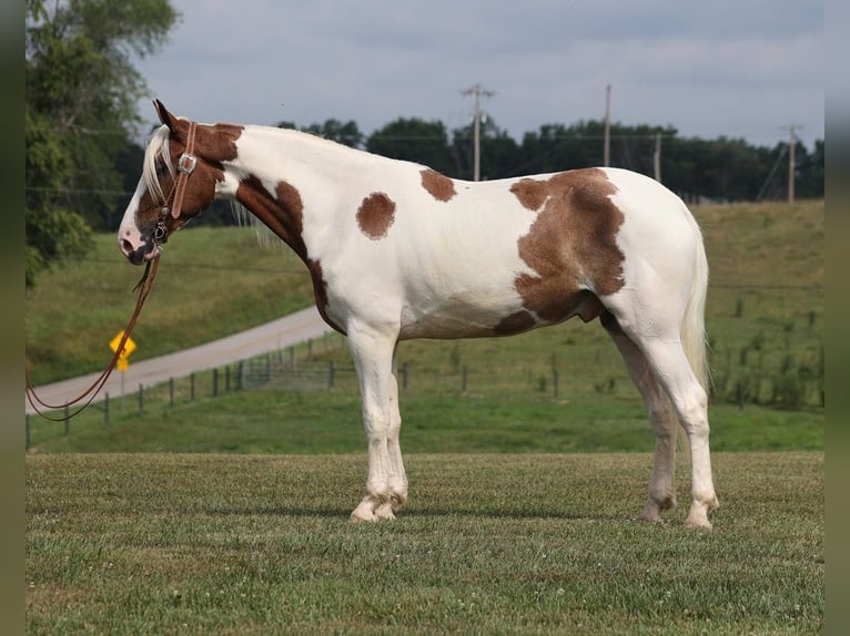Missouri Foxtrotter Gelding 6 years 15,2 hh Tobiano-all-colors in Parkers Lake Ky