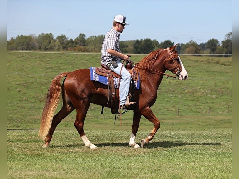 Missouri Foxtrotter Gelding 6 years in Parkers Lake KY