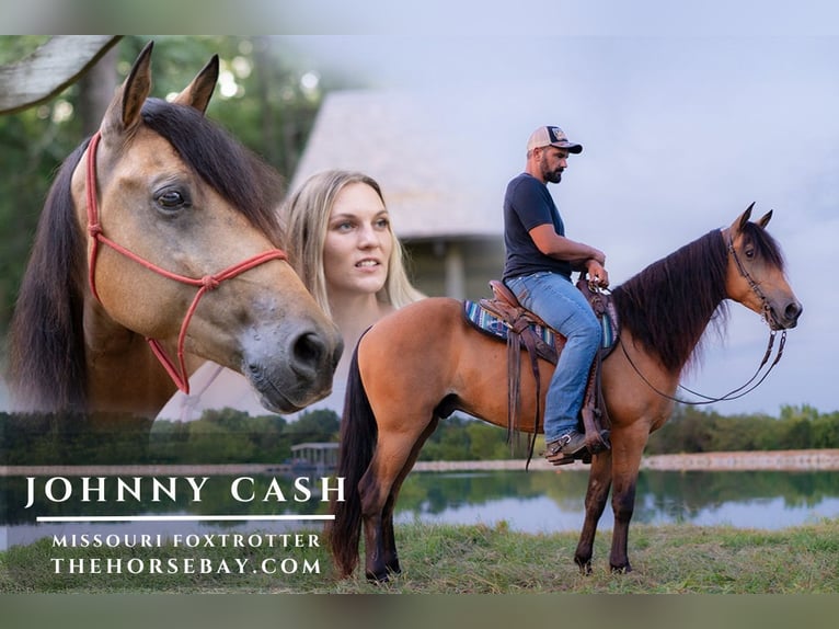 Missouri Foxtrotter Gelding 7 years 14,3 hh Buckskin in Elkland, MO