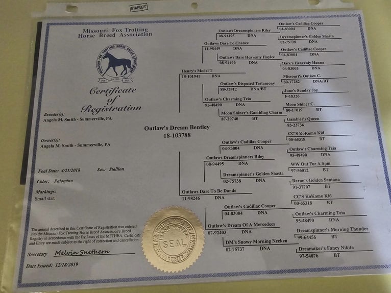 Missouri Foxtrotter Gelding 7 years 15 hh in Tionesta, PA