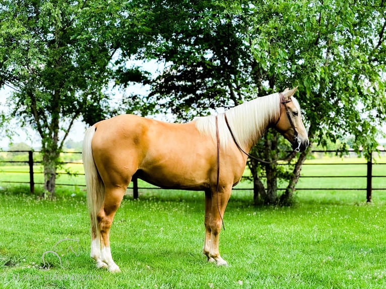 Missouri Foxtrotter Gelding 7 years 15 hh Palomino in Houston, MO