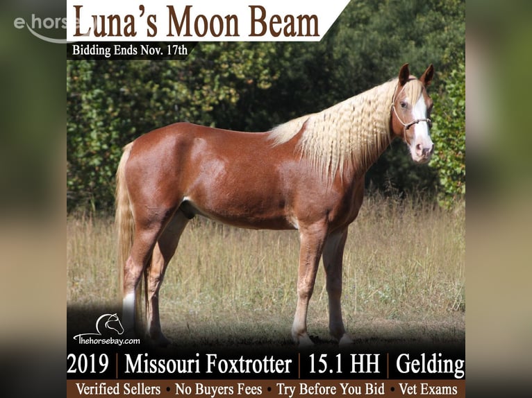 Missouri Foxtrotter Gelding 7 years 15 hh Sorrel in Festus, MO