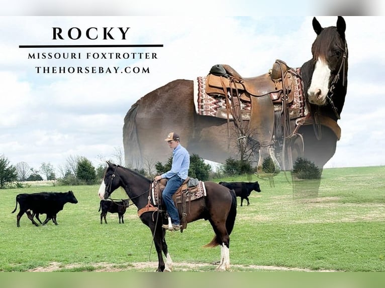 Missouri Foxtrotter Gelding 7 years 15,1 hh Black in Houston, MO