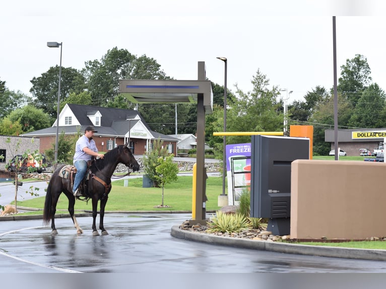 Missouri Foxtrotter Gelding 7 years 15,1 hh Black in Cleveland