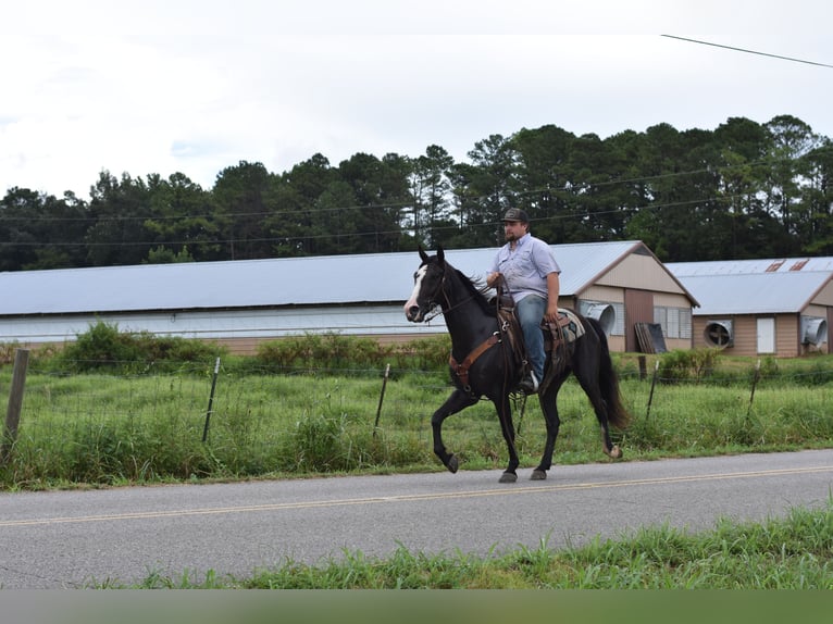 Missouri Foxtrotter Gelding 7 years 15,1 hh Black in Cleveland