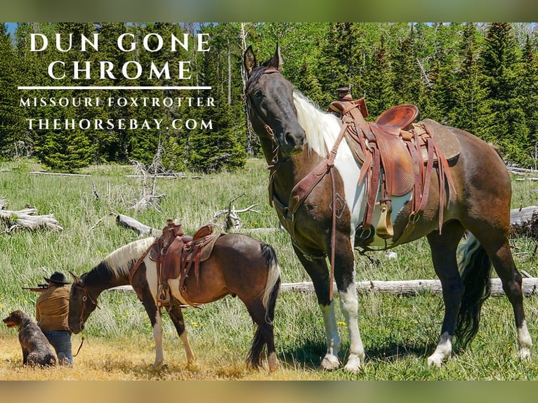 Missouri Foxtrotter Gelding 7 years 15,1 hh Grullo in Cedar City, UThttps://youtu.be/u3CALVq15-0